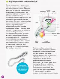 Книга Енциклопедія статевого життя. 10-13 років — Жан Коэн, Кристиан Верду, Жаклин Кан-Натан #14