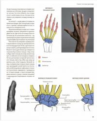 Книга Анатомія для художників. Наочний посібник із зображення людського тіла — Джахирул Амин #11