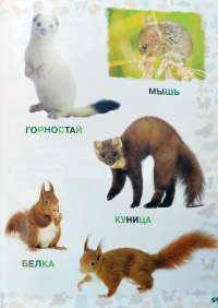 Моя первая книга о животных — Лена Данилова #6