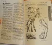 Справочный атлас анатомии человека — Р. П. Самусев #10