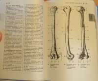 Справочный атлас анатомии человека — Р. П. Самусев #11