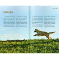 Дрессировка и воспитание собаки (+ DVD-ROM) — Андрей Шкляев #2