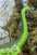 Wild Safari Brachiosaurus