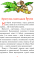 В Країні Сонячних Зайчиків — Всеволод Нестайко #13